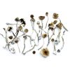 Daddy Long Legs Magic Mushrooms