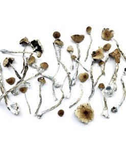 Daddy Long Legs Magic Mushrooms