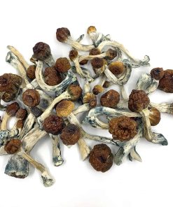 Penis Envy Magic Mushrooms
