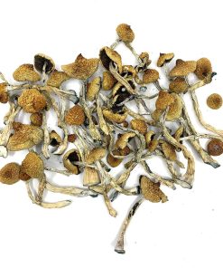 Arenal Volcano Magic Mushrooms