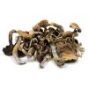Golden Teacher Magic Mushrooms