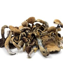 Golden Teacher Magic Mushrooms